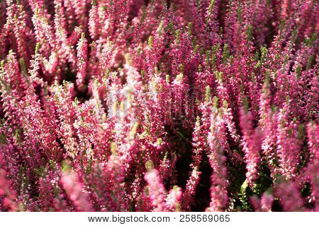 Flowering Heather Plant, Erica Flower, Calluna Or Gardener Heather