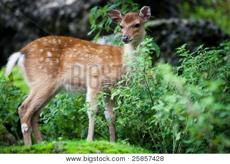 Sika Hjort (lat. Cervus nippon) doe