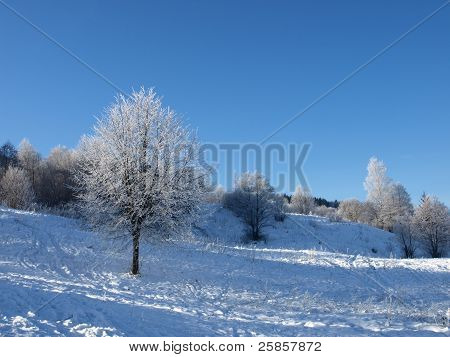 Arbre d'hiver