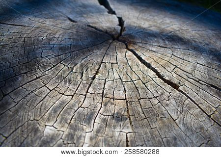 Natural Tree Trunk Cut Background Texture Wood