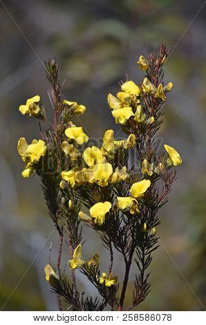 Yellow Flowers Of The Australian Native Large Wedge Pea, Gompholobium Grandiflorum, Royal National P