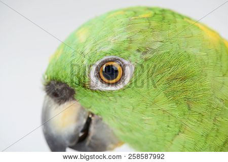 Close Up Of Parrot Eye Isolated On White Studio Background