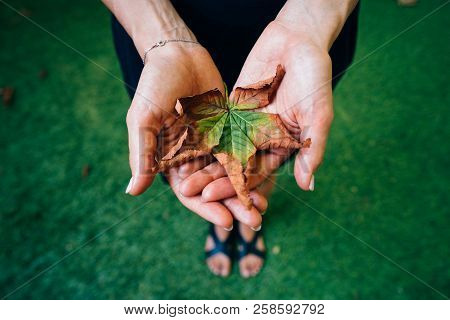 Yellow Autumn Leaves In The Palm Of A Girl.