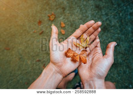 Yellow Autumn Leaves In The Palm Of A Girl.