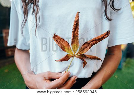 Woman Hold Nice Yellow Leaf In Hand.
