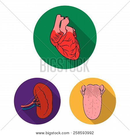 Human Organs Flat Icons In Set Collection For Design. Anatomy And Internal Organs Vector Symbol Stoc