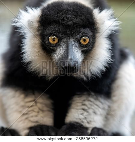 Close Black And White Ruffed Lemur Portrait