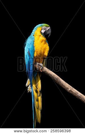 Parrot Bird (severe Macaw) Sitting On The Branch On Dark Background