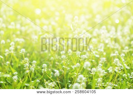 Grass And Maedow In The Garden Morning. Beautiful Nature Background.