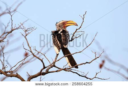 Southern Yellow-billed Hornbill (tockus Leucomelas)