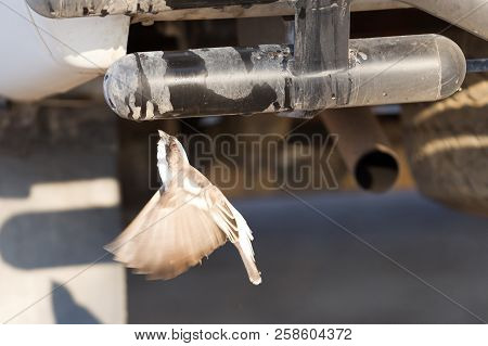 White Browed Weaver (plocepasser Mahali) Drinking Water From A Tap