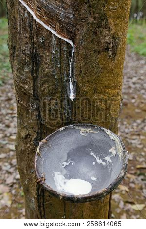 Production Of Caoutchouc From Rubber Tree In Vietnam