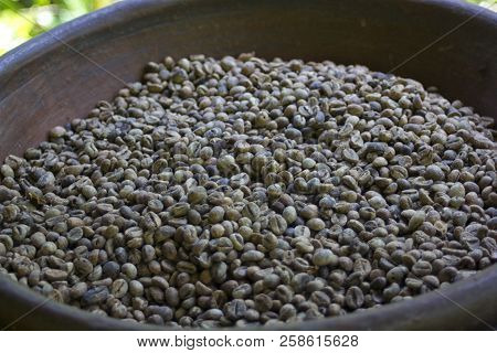Coffee Plantation In Bali . Raw Coffee Beans.