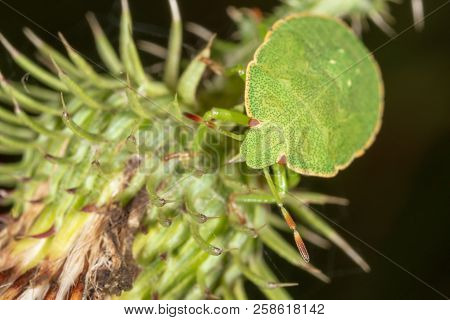 A Bug On A Plant In Nature. Macro
