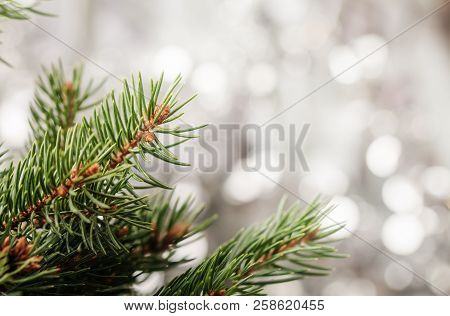 Silver Christmas Background Of Defocused Bokeh Lights With Fir Tree Branches