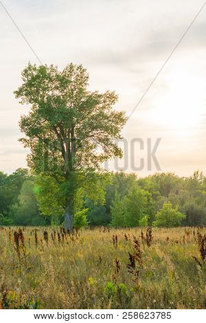 A Lonely Tree Stands In The Steppe. Evening Sunset. Landscape In The Village Of Malaya Tsarevschina,