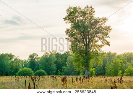 A Lonely Tree Stands In The Steppe. Evening Sunset. Landscape In The Village Of Malaya Tsarevschina,