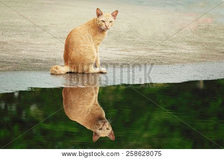 Porttrait Beautiful Thai Cat Animal Pet Eyes Pretty