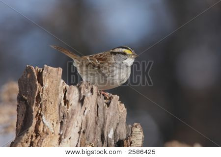 Bianco – Throated Sparrow (Zonotrichia Albicollis)