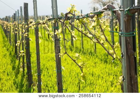 Vineyard On Sunny Day In Early Spring In Western Slvenia Euope