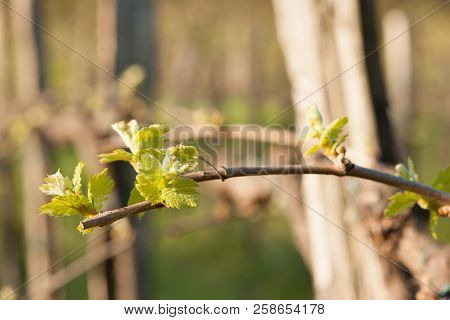 Branch Of Vine  With First Green Leaves In Vineyard In Early Spring