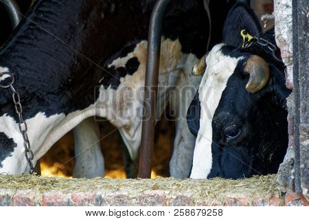 Dairy Cows In The Stable, Animals Farm