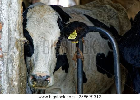 Dairy Cows In The Stable, Animals Farm
