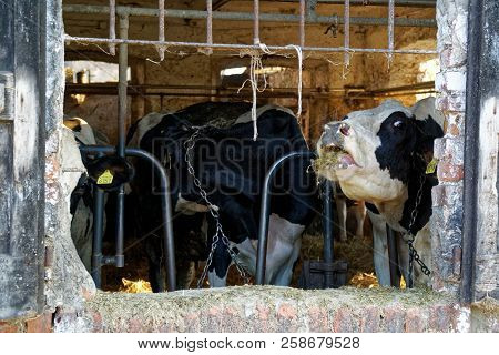 Dairy Cows In The Stable, Animals Farm