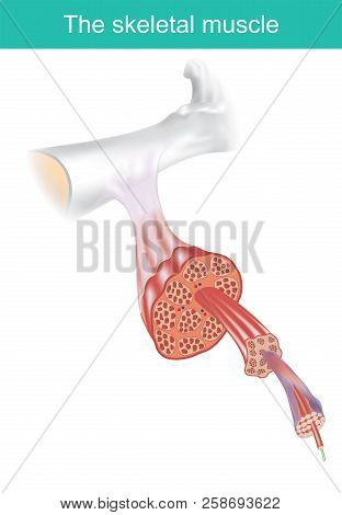 The Skeletal Muscle Is One Of Three Major Muscle, Are The Combined Multiple Bundles Of Cells Called 