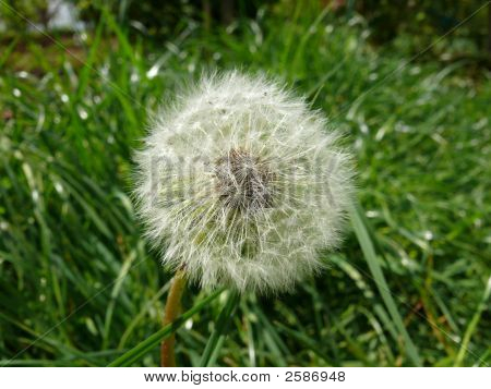 A Dandelion Clock