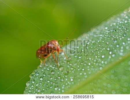 The Bedbug Sits On A Leaf.in The Morning The Grass Is Covered With Dew.