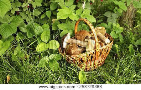 White Mushrooms In A Basket