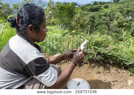 Pemo, Indonesia - May 15: An Unidentified Woman Carves The Skin Off An Edible Root In Pemo, Indonesi