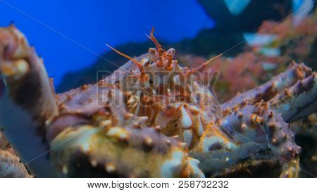 Close Up Shot Of Head Of Giant Japanese Spider Crab