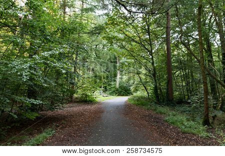 The Main Trail Through The Forest And Woods