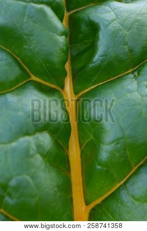Rainbow Chard Leaf With Deep Green Blade And Bright Yellow Stem And Veins