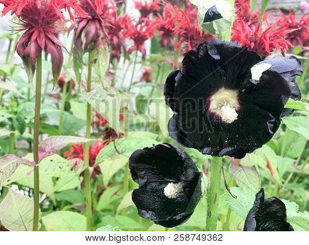 Black Hibiscus Flowers With Large Bright Fluffy Juicy Fresh Petals Tender Against The Background Of 