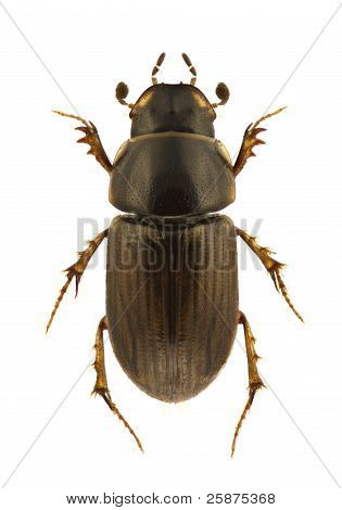 Aphodius Consputus
