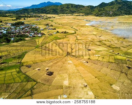 Aerial View Of The Spider Rice Fields At The Beginning Of The Dry Season Near Ruteng, Indonesia.