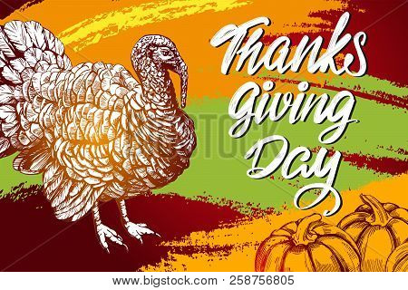 Thanksgiving Day, Holiday Poster, Turkey Domestic Fow, Calligraphy Text Hand Drawn Vector Illustrati