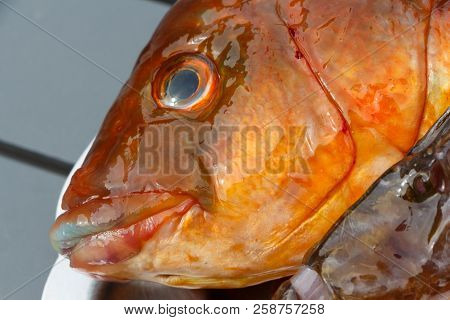 Orange Ballan Wrasse On A Pewter Dish After Fishing In Brittany