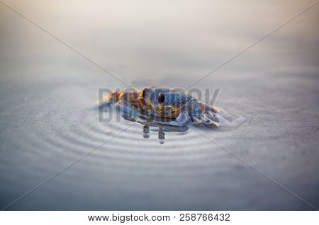 Nc Ghost Crab