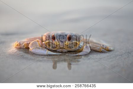 Nc Ghost Crab