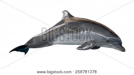 grey doplhin isolated on white background