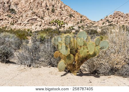 Opuntia Chlorotica (dollarjoint Pricklypear) Cactus Along Willow Hole Trail In Joshua Tree National