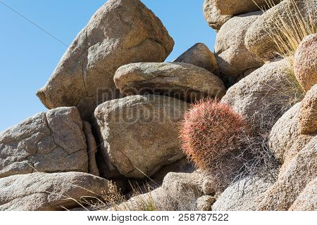 California Barrel Cactus (ferocactus Cylindraceus) In Joshua Tree National Park, California