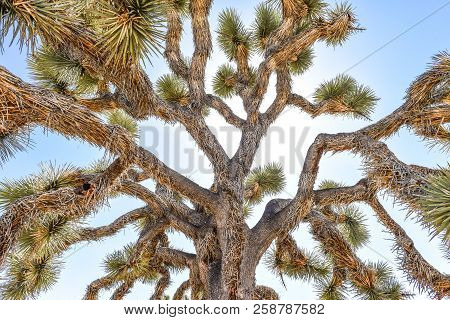 Joshua Tree (yucca Brevifolia) Along Stubbe Springs Loop In Joshua Tree National Park, California