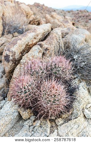 Echinocactus Polycephalus (cottontop Cactus) In Porcupine Wash Wilderness Area Of Joshua Tree Nation