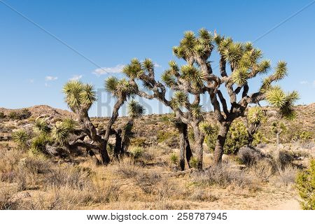 Joshua Tree National Park, California