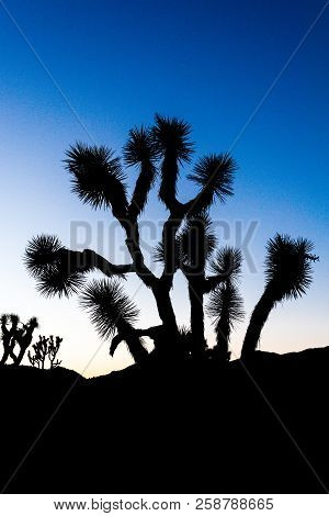 Silhouetted Joshua Trees (yucca Brevifolia) At Dusk Off Stubbe Springs Loop In Joshua Tree National